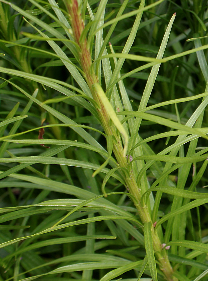 Изображение особи Liatris spicata var. montana.
