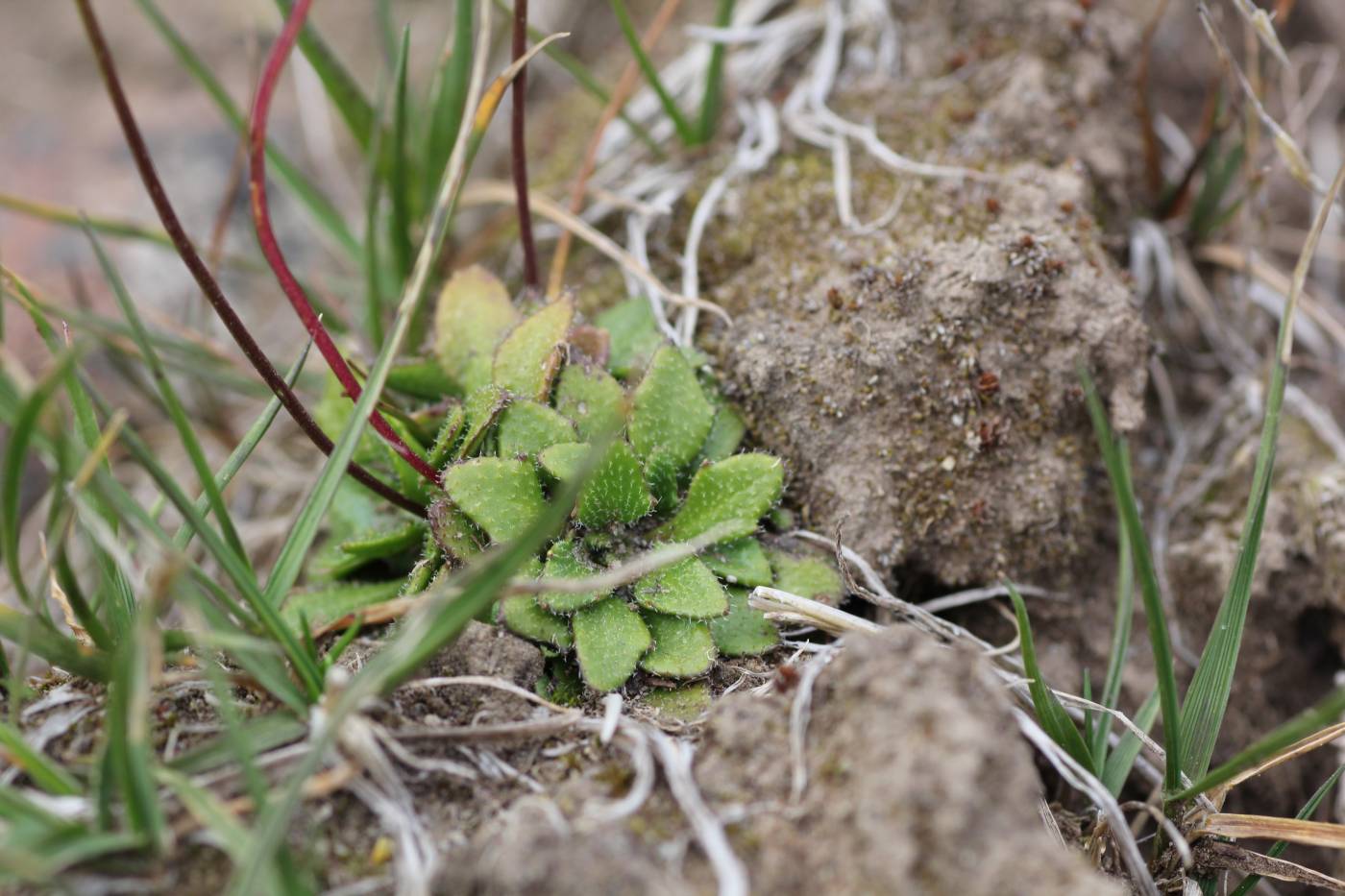 Image of Draba hispida specimen.