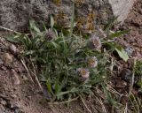 Erigeron alpinus