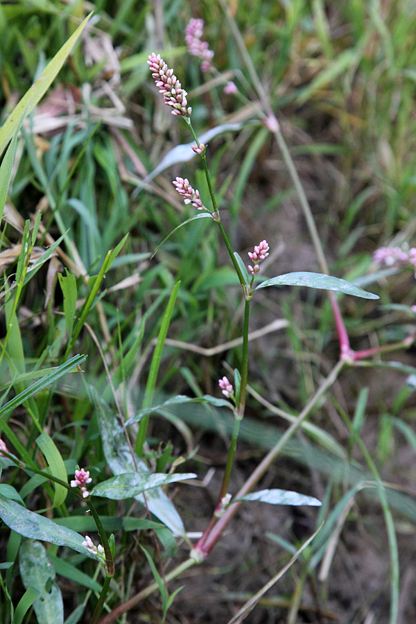 Image of Persicaria &times; hervieri specimen.