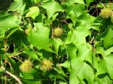 Liquidambar formosana