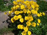 genus Ranunculus
