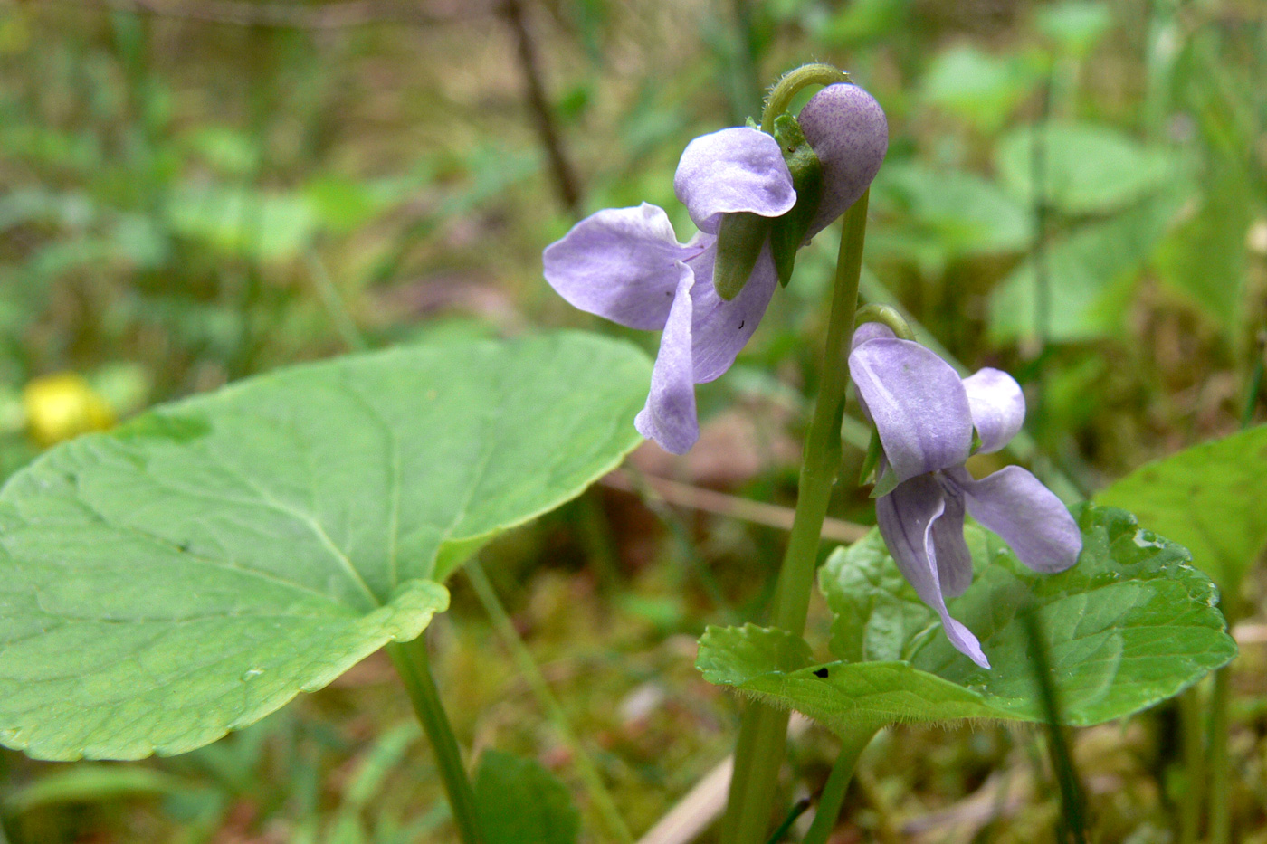 Image of Viola epipsila specimen.