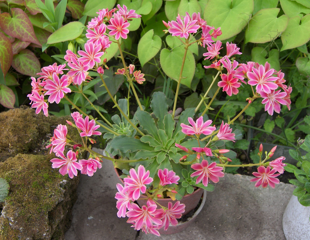 Изображение особи Lewisia cotyledon.