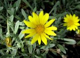 Gazania rigens var. leucolaena