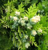 Platycladus orientalis. Ветвь с незрелыми шишками. Монако, Монте-Карло, сад напротив Оперы Монте-Карло. 19.06.2012.