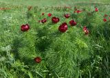 Paeonia tenuifolia