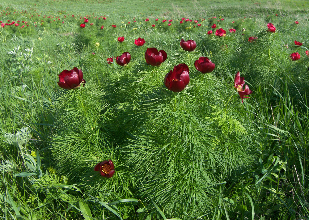 Изображение особи Paeonia tenuifolia.