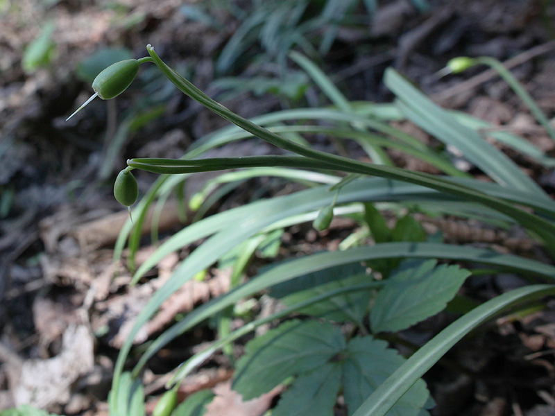 Изображение особи Galanthus rizehensis.