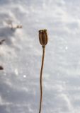 genus Papaver. Высохший плод. Иркутская обл., Ольхонский р-н, оз. Байкал, Малое Море, перешеек мыса Уюга. 25.01.2013.