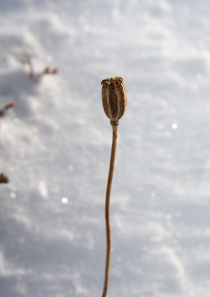 Image of genus Papaver specimen.