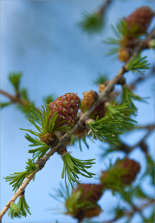 Изображение особи Larix sibirica.