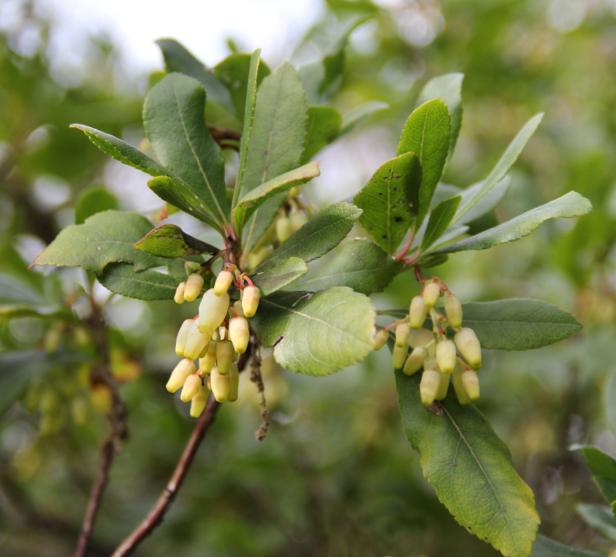 Image of Arbutus unedo specimen.