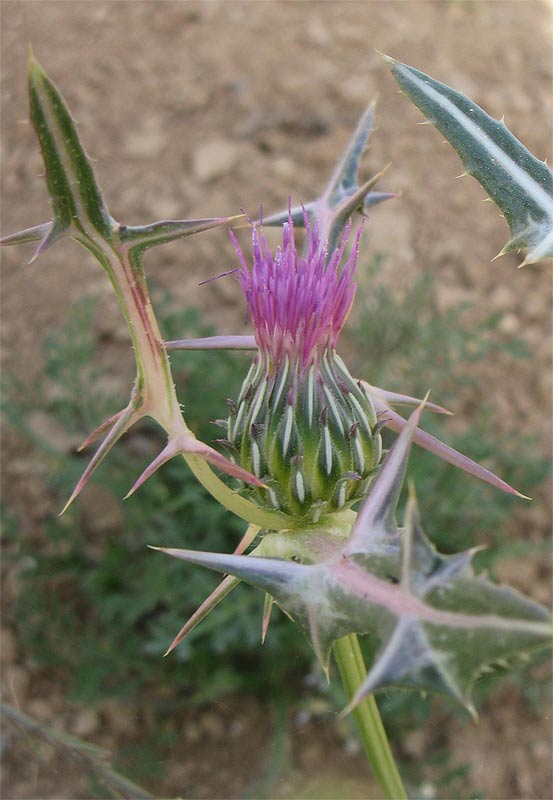 Image of Notobasis syriaca specimen.