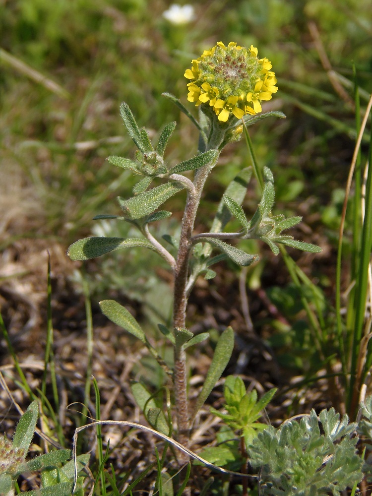 Изображение особи Alyssum turkestanicum var. desertorum.