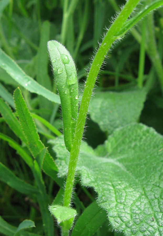 Image of Myosotis arvensis specimen.