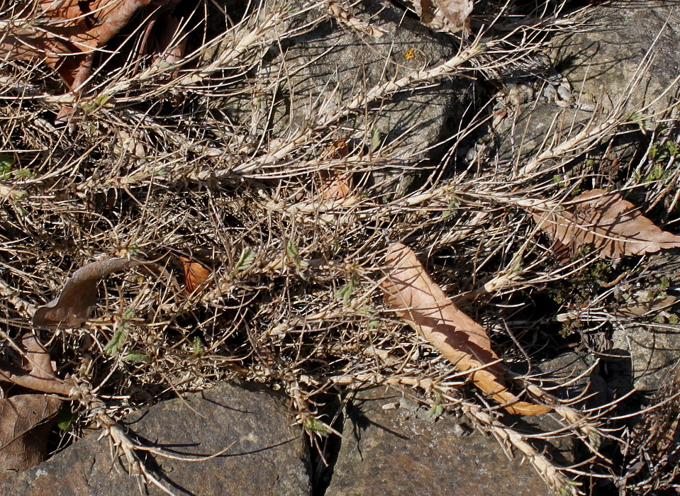 Image of Astragalus sempervirens specimen.