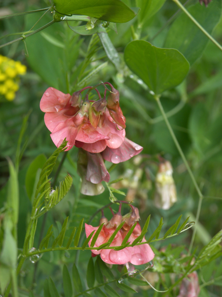 Image of Lathyrus miniatus specimen.