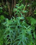 Lithospermum officinale. Верхушка цветущего растения. Татарстан, г. Бавлы. 08.06.2013.