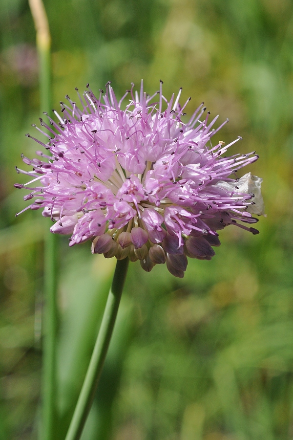 Image of Allium hymenorhizum specimen.