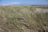 Ammophila arenaria. Плодоносящее и зацветающее растение. Эстония, Сааремаа, п-ов Harilaid, приморские пески. 23.06.2013.