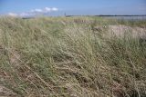 Ammophila arenaria. Плодоносящее и зацветающее растение. Эстония, Сааремаа, п-ов Harilaid, приморские пески. 23.06.2013.