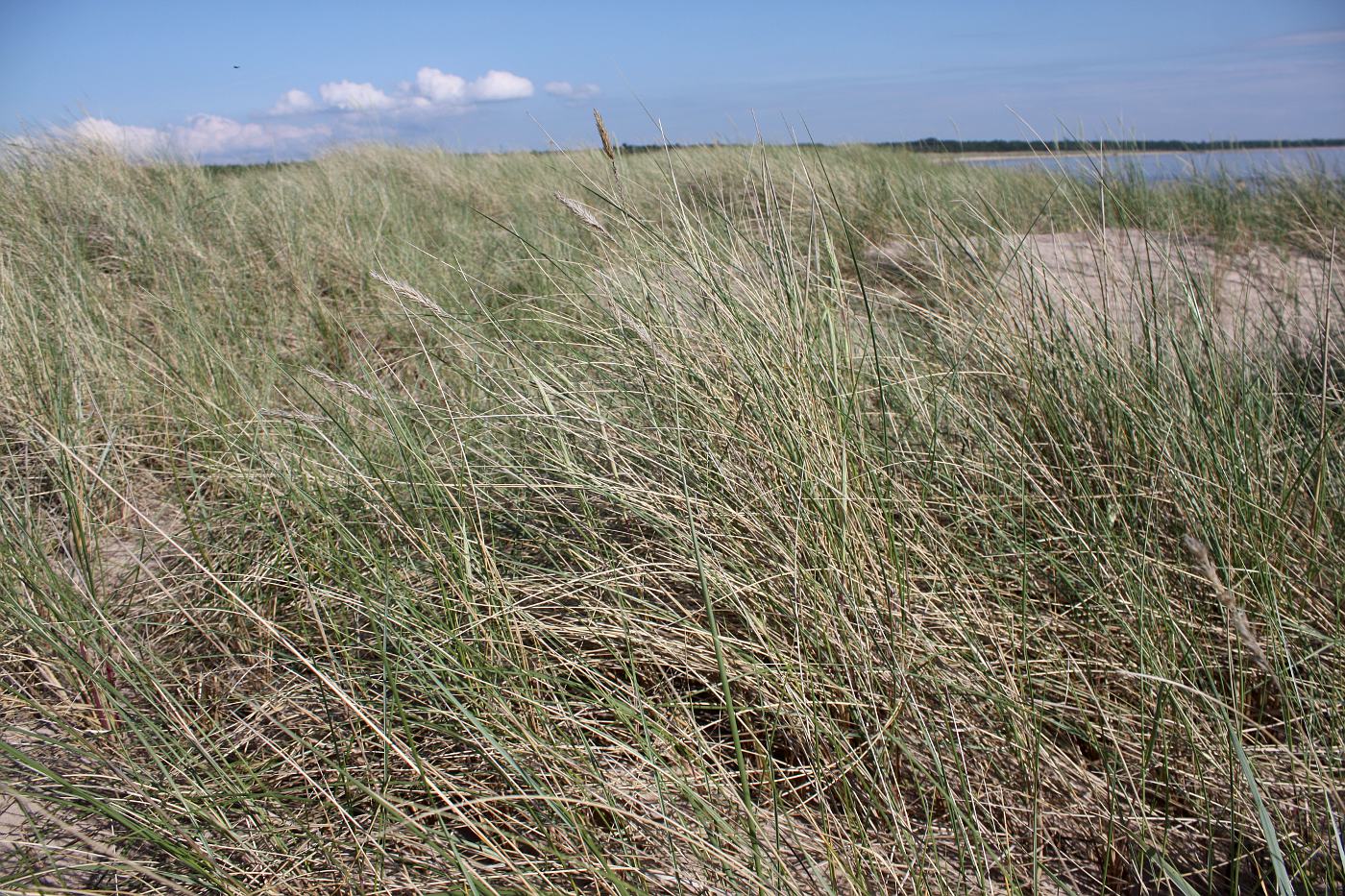 Image of Ammophila arenaria specimen.