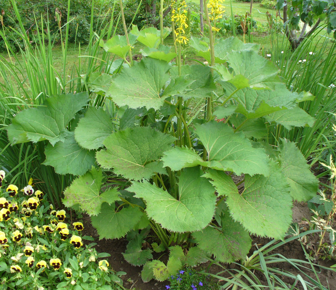 Image of Ligularia stenocephala specimen.