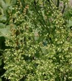 Rumex obtusifolius