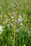 Crepis praemorsa. Соплодие. Эстония, национальный парк Matsalu, альварный луг. 21.06.2013.