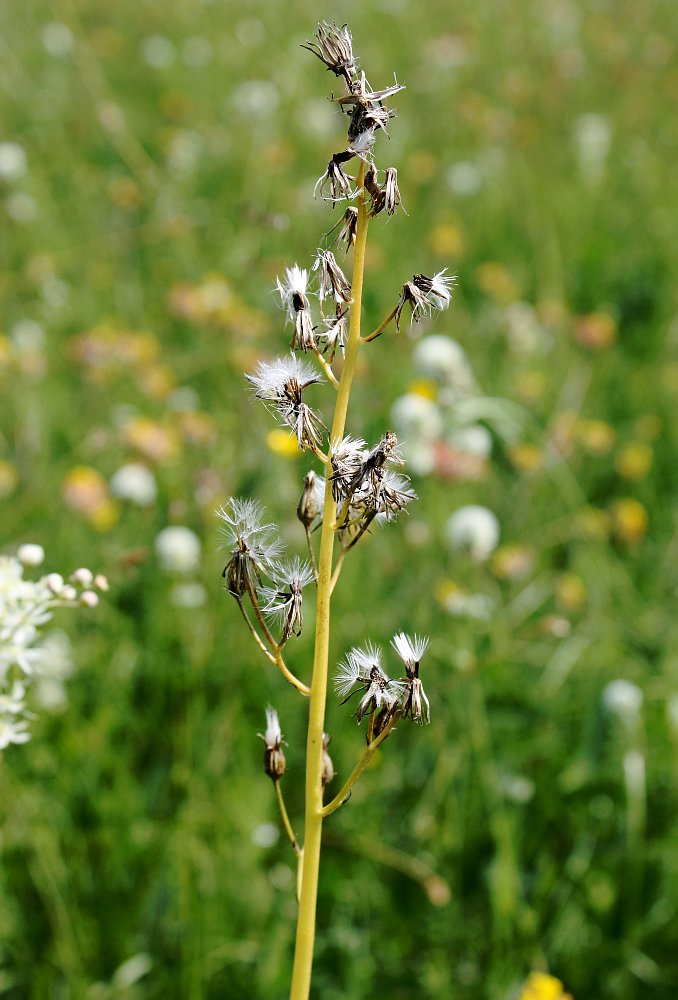 Изображение особи Crepis praemorsa.