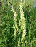 Aconitum barbatum