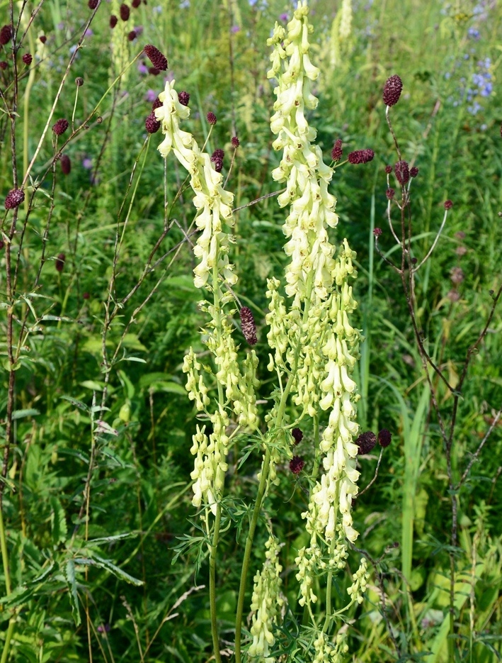 Image of Aconitum barbatum specimen.