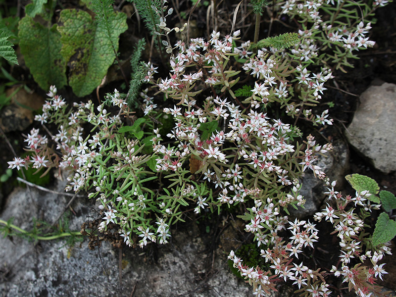 Изображение особи Sedum hispanicum.