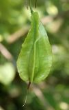 Halesia carolina