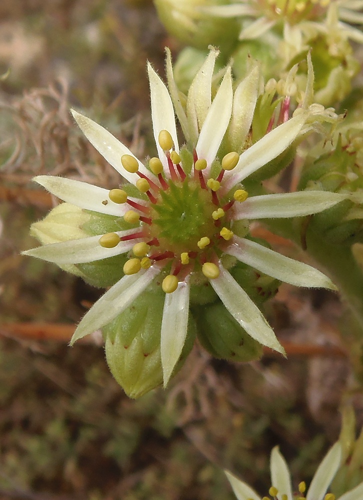 Изображение особи Sempervivum ruthenicum.