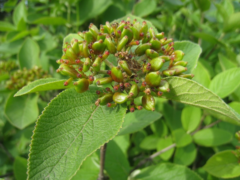 Изображение особи Viburnum lantana.