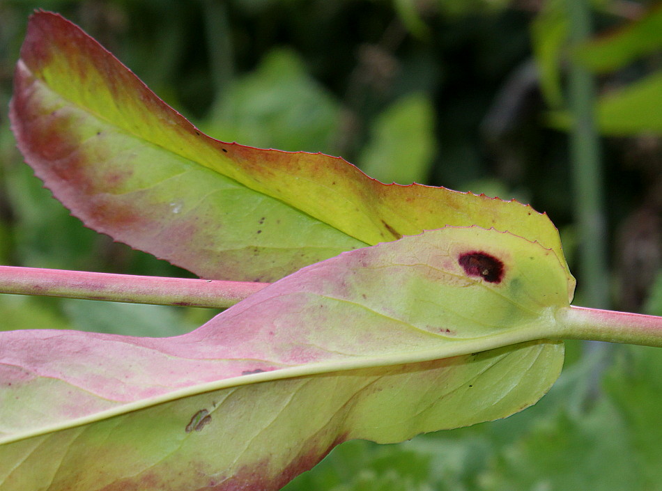 Image of Penstemon attenuatus specimen.