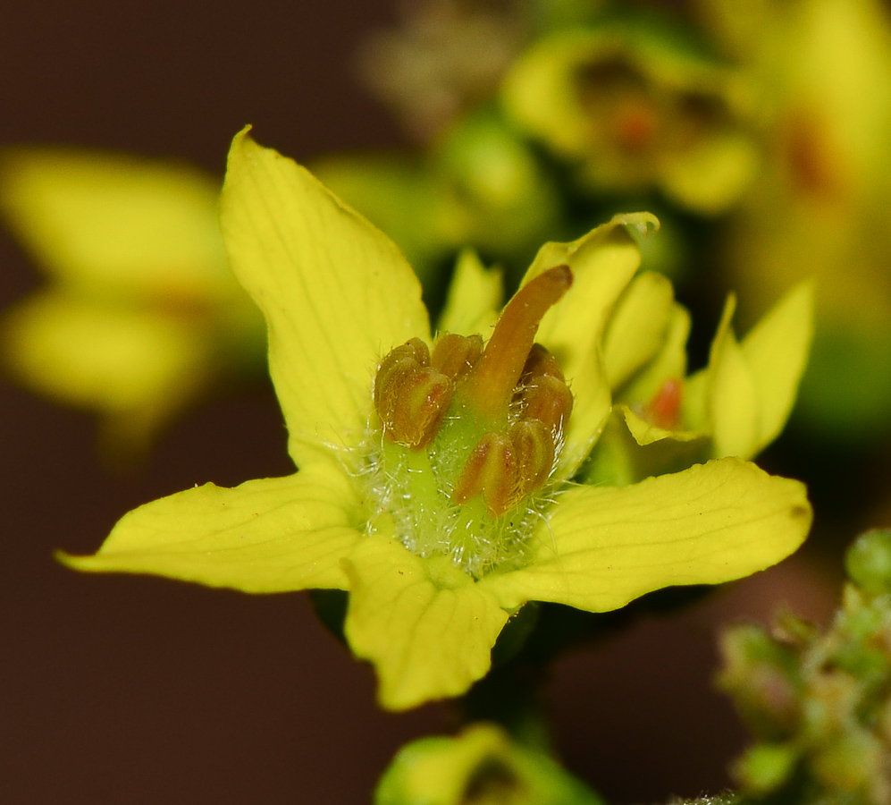 Image of Koelreuteria bipinnata specimen.