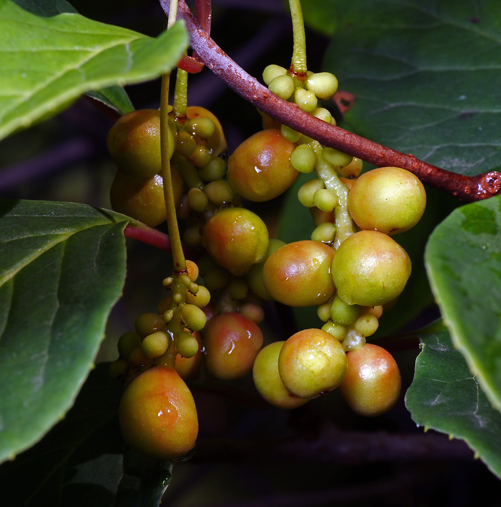 Изображение особи Schisandra chinensis.