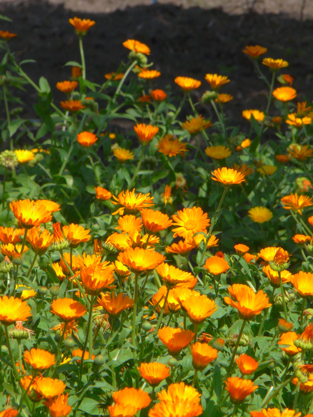 Image of Calendula officinalis specimen.