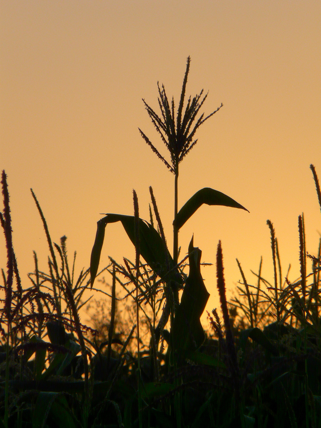 Image of Zea mays specimen.