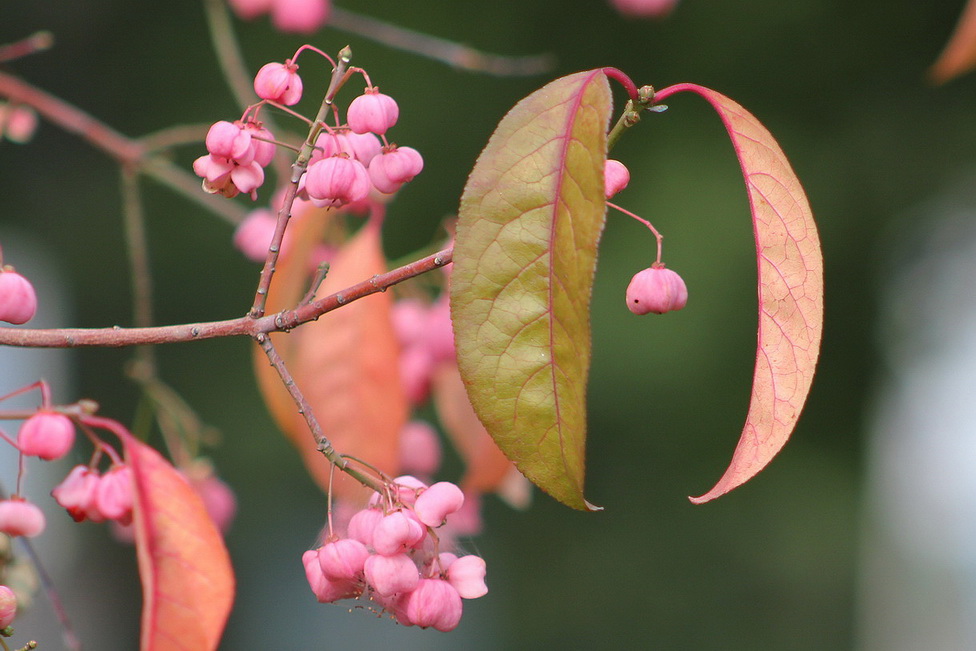 Изображение особи Euonymus sieboldianus.