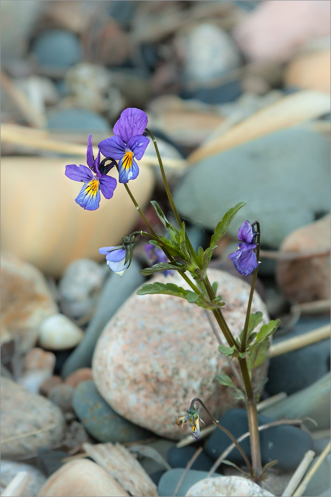 Изображение особи Viola tricolor.