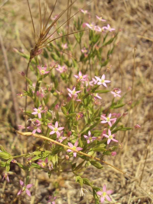 Image of Centaurium erythraea specimen.