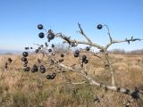 Crataegus pentagyna