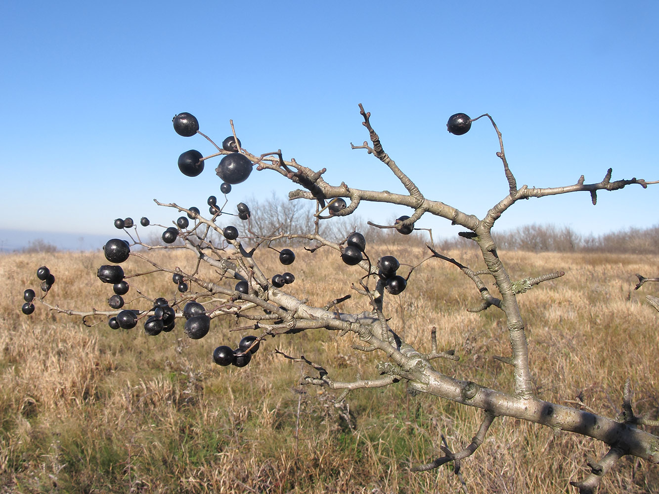 Image of Crataegus pentagyna specimen.