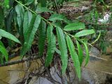 Salix gmelinii
