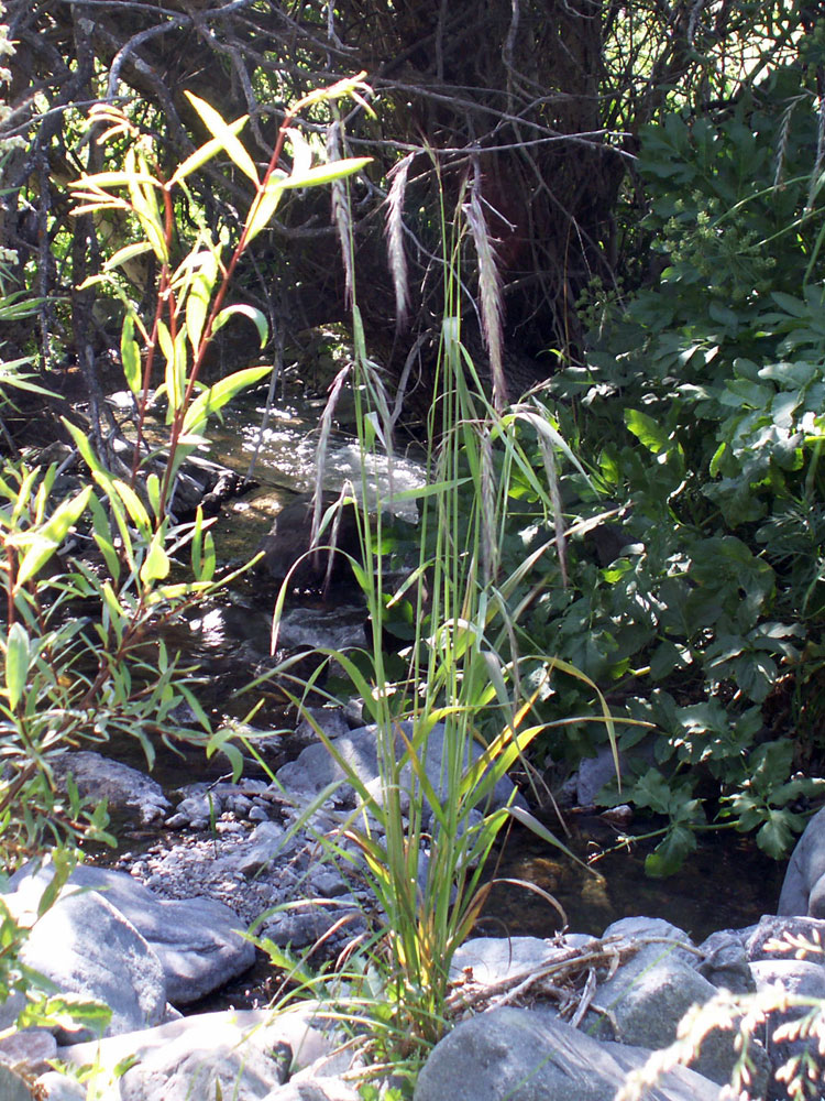 Image of Elymus sibiricus specimen.