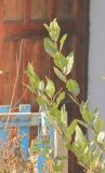 Laurus nobilis. Верхушки ветвей. Черноморское побережье Кавказа, г. Новороссийск, с. Мысхако, в культуре. 8 января 2014 г.